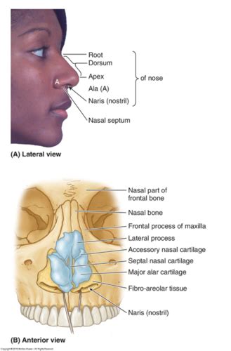 Nose Cartilage Diagram