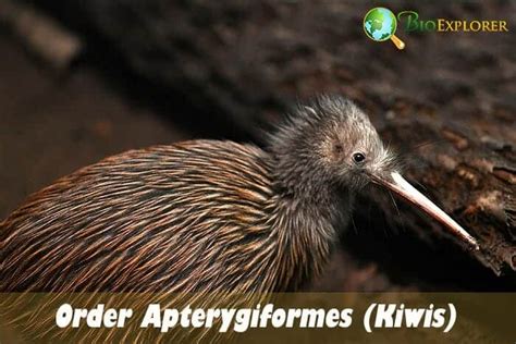 Order Apteryormes Kiwis And Extinct Birds Bioexplorernet