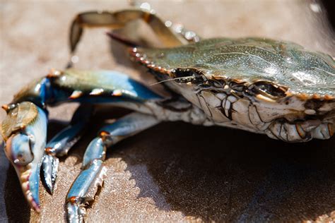 Chesapeake Bay blue crab population remains healthy and sustainable ...