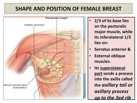 Lecture 5- FEMALE BREAST ANATOMY FOR NURSING STUDENT 2-1.ppt