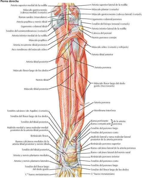 Musculos De La Pierna Anatomia Medica Anatomia Anatomia Y Images