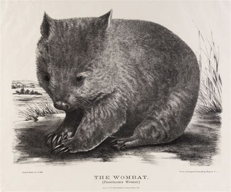 GERARD KREFFT 1830 1881 The Wombat Phascolomys Wombat