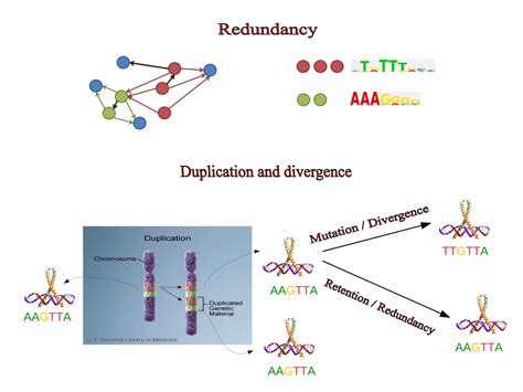 Evolution Of Transcription Factor Families Along The Human Lineage Ppt