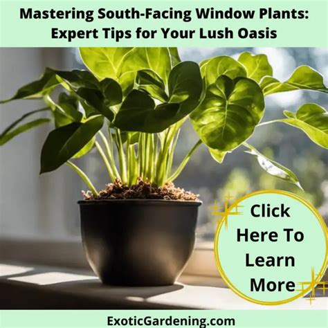 6 Easy Tips On How To Care For Plants - Exotic Gardening