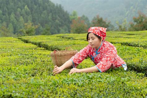 广西六堡茶制作技艺、瑶族油茶习俗入列人类非遗代表作名录 新华网