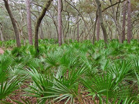 Saw Palmetto Serenoa Repens A Keystone Species Of The U S Southeast