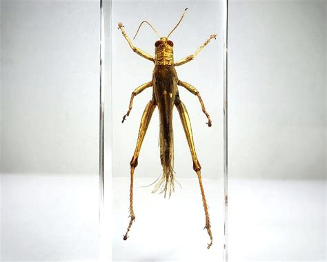 Insects In Resin -sustainably sourced museum quality specimens