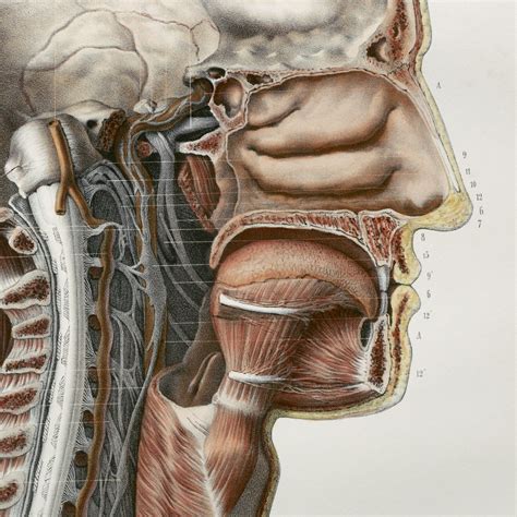 Throat Anatomy Glands