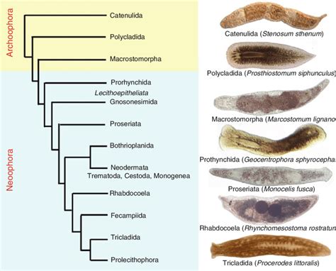 Phylum Platyhelminthes