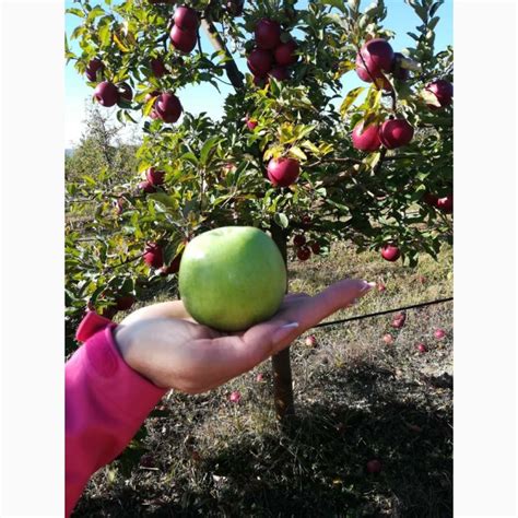 Купить ЯБЛОКИ Симиренко, Кельменцы, Яблоки — APKUA