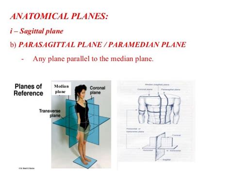 Anatomical Terminology