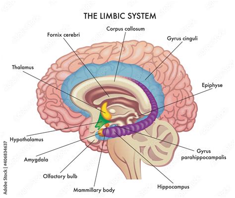 Naklejka Medical Illustration Shows The Major Organs Of The Limbic