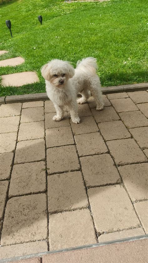 how to make dogs puke