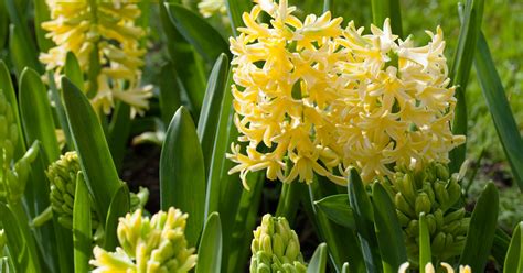 Hyacinthus Orientalis City Of Haarlem Hyazinthe Gartenpflanzen Daepp