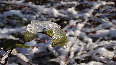 Moet Ik Mijn Planten Beschermen Tegen Vorst Tuincursus Online