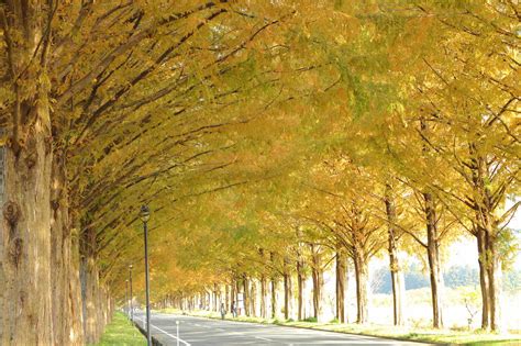 【全国紅葉の絶景】夢に見た風景が広がる、滋賀県の紅葉人気スポット ｜ ガジェット通信 Getnews