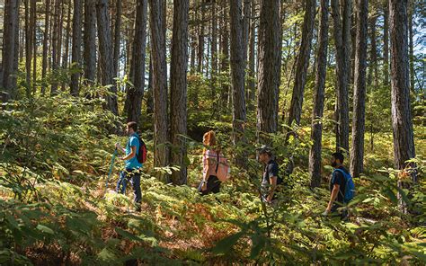 Treasures of the Forest - Hiking and Foraging for Nuts in the ...