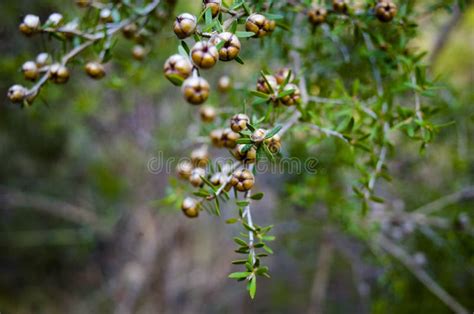 Tea Tree Plant With Seed Pods And Leaves Stock Photo Image Of