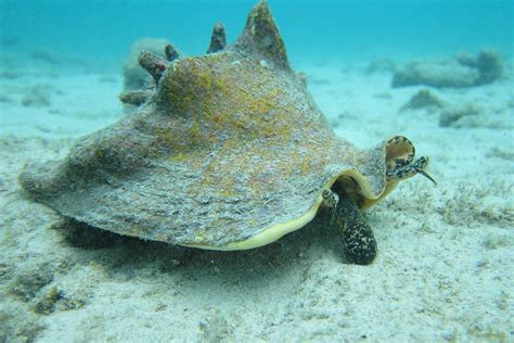 Aquaculture Aids The Restoration Of Iconic Caribbean Shellfish Queen