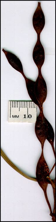 Acacia Stenophylla Virtual Herbarium