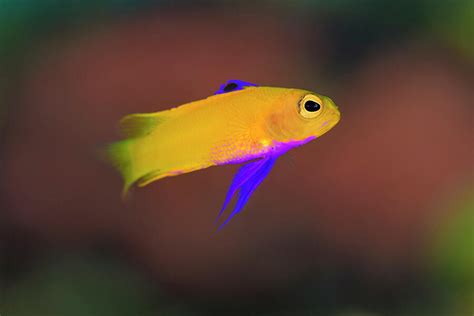 Portrait Of The Rare Golden Basslet On A Coral Reef Photograph By Alex Mustard