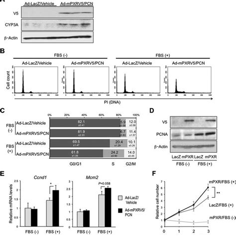 Influence Of Pxr Activation On Serum Induced Hepatocyte Proliferation