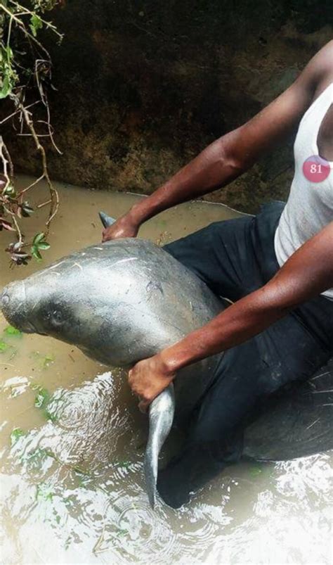 HELP SAVE 20 ENDANGERED MANATEES IN NIGERIA. - GlobalGiving