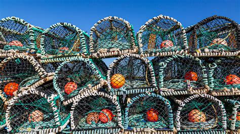 This Once In A Lifetime Cotton Candy Lobster Was Just Found In Maine