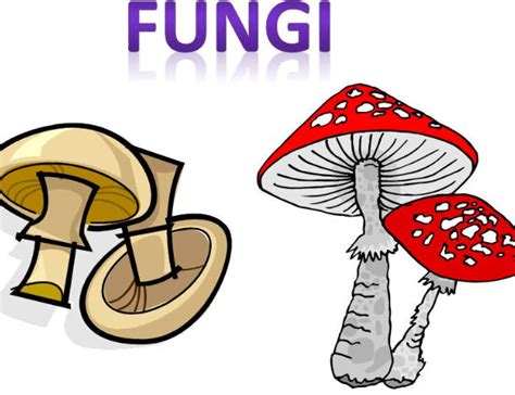 Fungi And Lichens Definition Differences And Functions