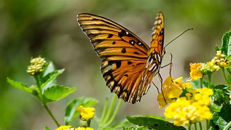 Tarihte Bug N Ekim De Ne Oldu D Nya Hayvanlar Koruma G N Nedir