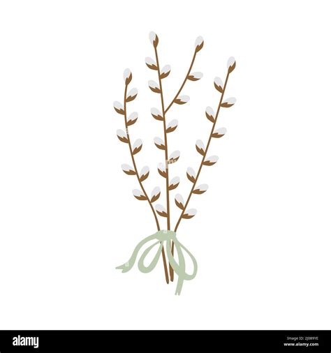 Pussy Willow Branches Bouquet Vector Illustration Stock Vector Image Art Alamy