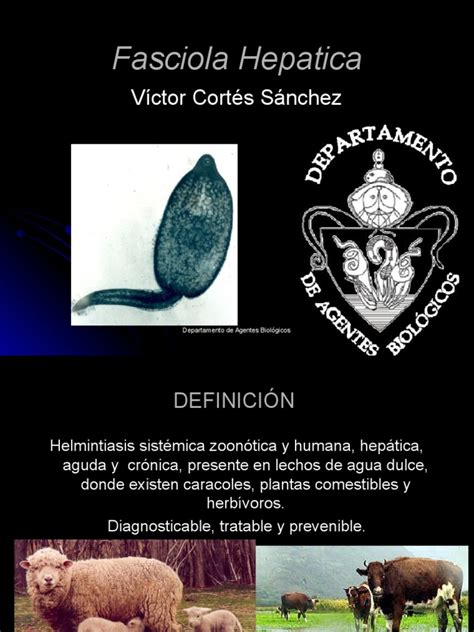 Fasciola Hepatica Enfermedades Y Trastornos Especialidades Medicas