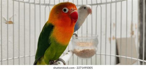 4,293 Lovebird Pair Images, Stock Photos & Vectors | Shutterstock