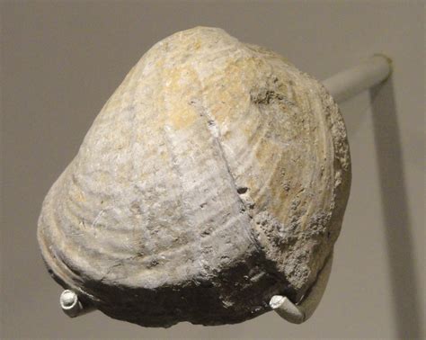 Filepholadomya Protei Clam Jurassic La Heve Cliffs Normandy