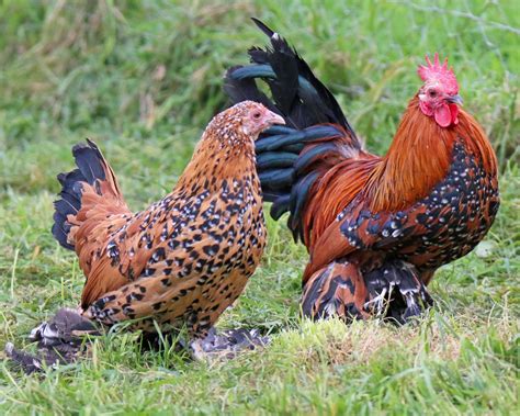 Poules naines de race élevage et vente Ferme de Beaumont