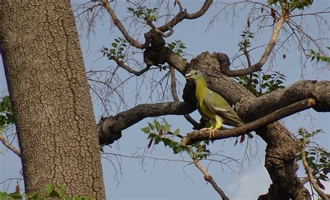 Bird Pigeon Green - Free photo on Pixabay
