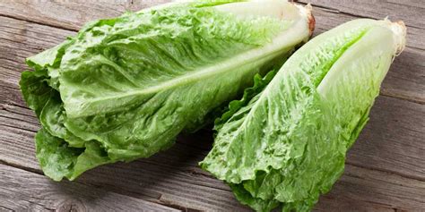 All You Need To Know About Romaine Lettuce Texasrealfood