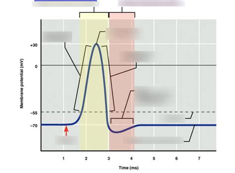 Bsc L Absolute Relative Refractory Period Diagram Quizlet