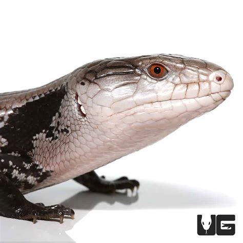 Adult Halmahera Blue Tongue Skink 2 Tiliqua Gigas For Sale Underground Reptiles