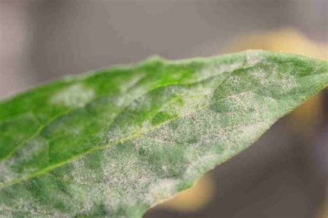 Ultimate Guide To Preventing And Treating Powdery Mildew In Your Crops