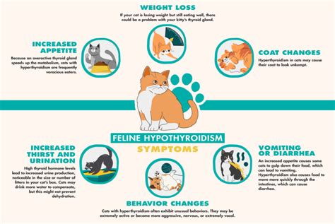 Cat Hyperthyroidism Symptoms | Pet Living