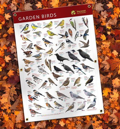 Common Garden Birds Identification Outdoor Banner A1 – sherwoodoutdoors