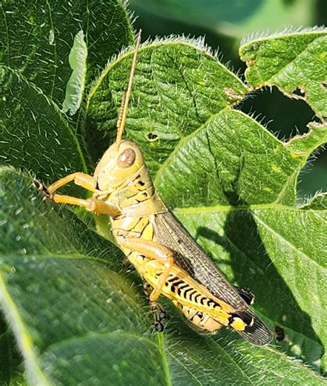 Grasshopper Management In Minnesota Crops Umn Extension