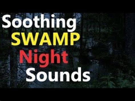 Swamp Sounds At Night Frogs Owls Crickets Birds Rain Night Ambient