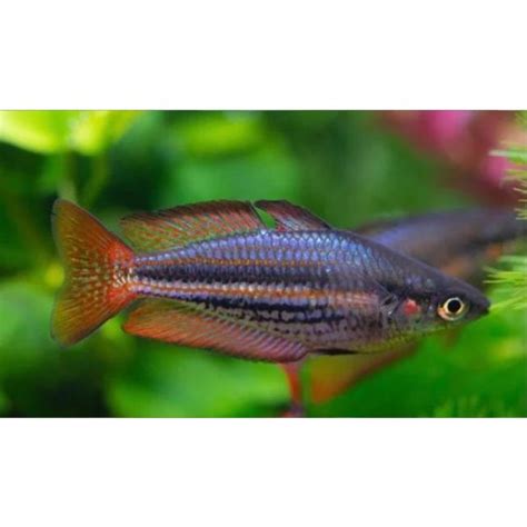 Western Rainbow Fish Hollywood Fish Farm Online