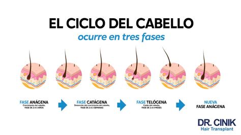 Ciclo Capilar Entender Todo Sobre El Ciclo De Crecimiento Del Cabello Dr Cinik