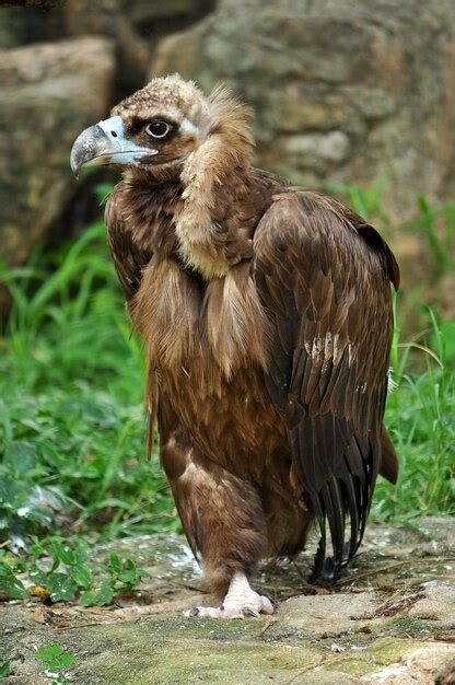 Premium Photo The Cinereous Vulture Is Believed To Be The Largest