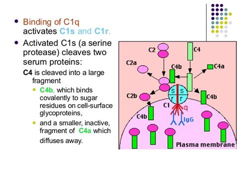 Complement System