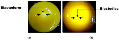 Sensors Free Full Text Non Destructive Assessment Of Chicken Egg Fertility