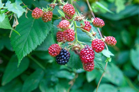 Red And Black Wild Berries Of Blackberry Ripening Of The Blackberries